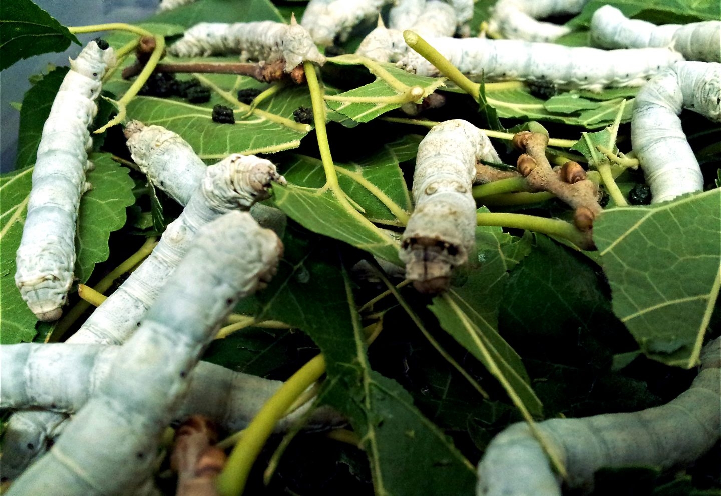 Gusanos de seda transgénicos