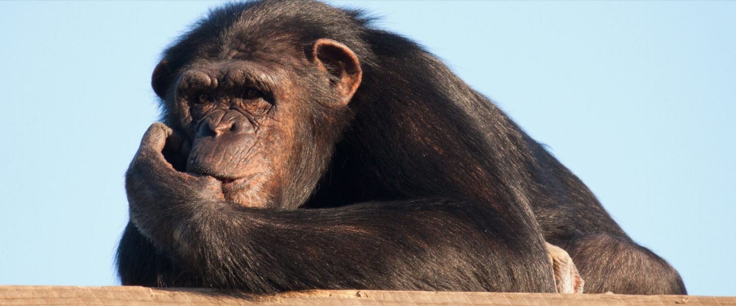 La chimpancé Manuela, en el centro de recuperación Rainfer