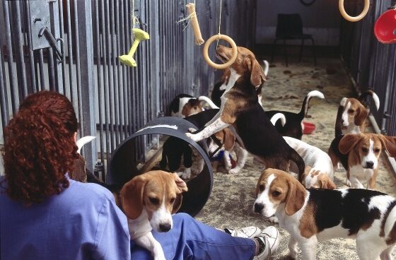 Perros laboratorio Perros usados para experimentación jugando con su cuidadora
