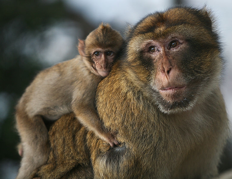 Macacos de Gibraltar, la mascota de moda