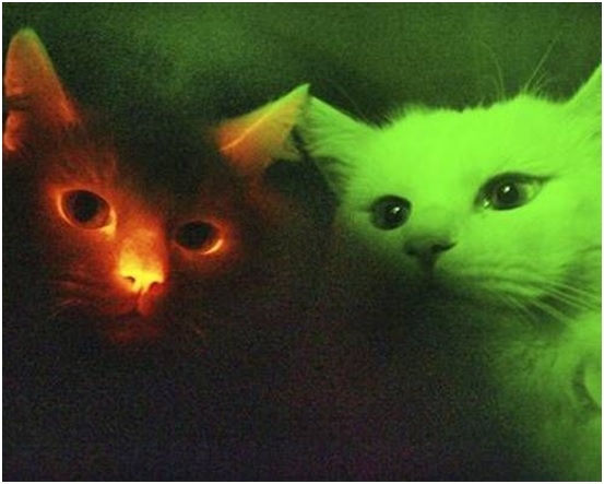 Gatos fluorescentes inmunes al VIH, usados en investigación