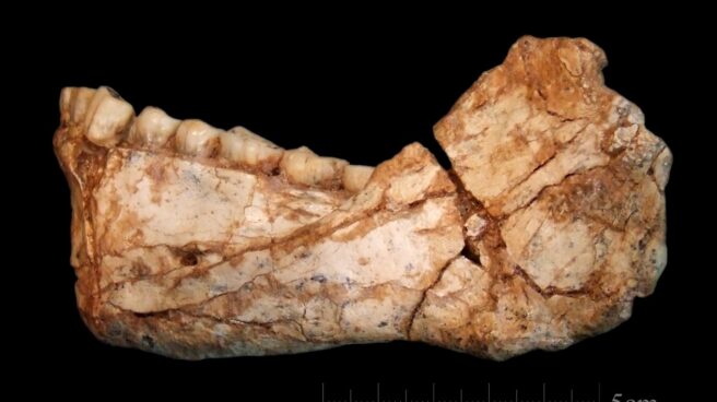 Mandíbula sapiens Mandíbula sapiens