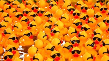 Patos de goma para la investigación