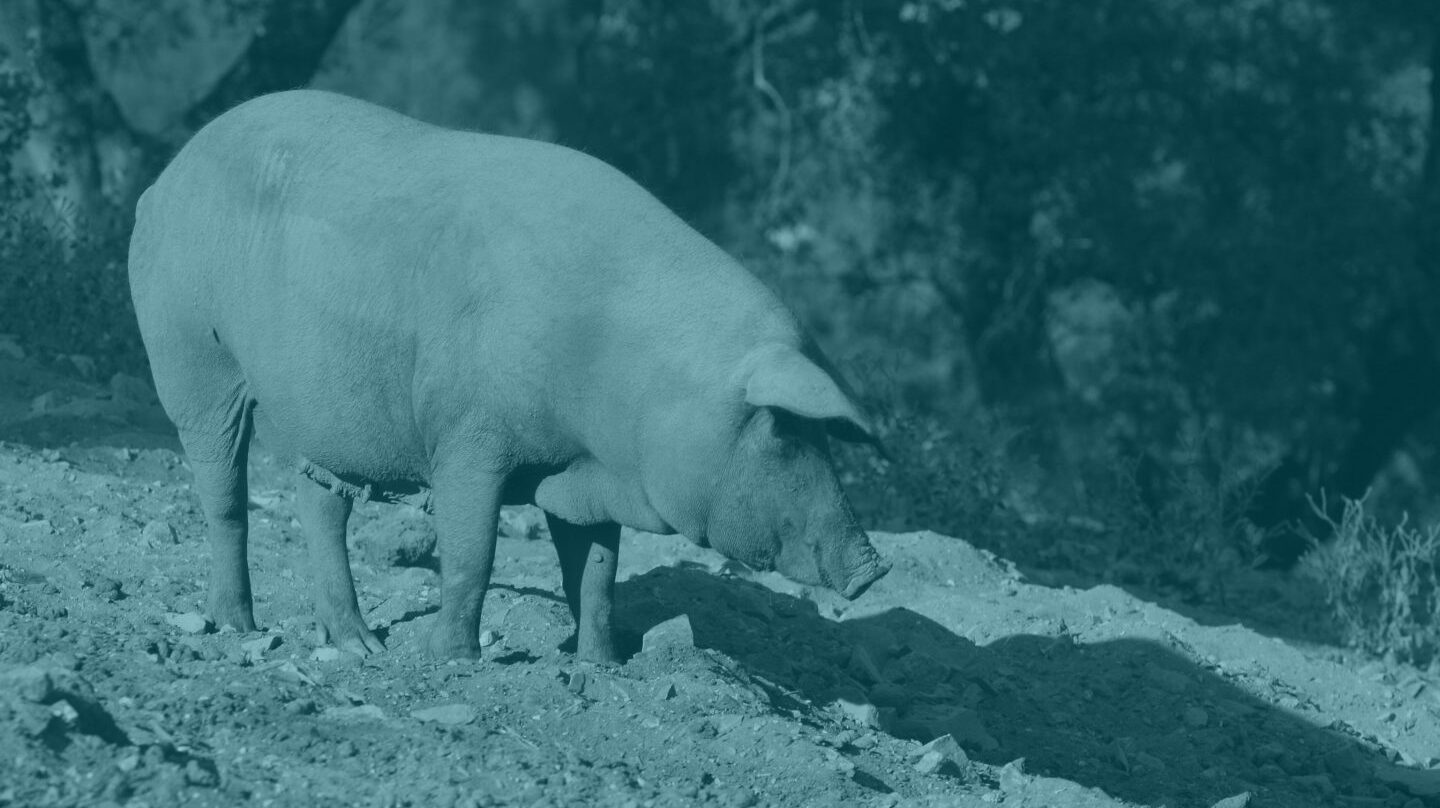 Ahora se permite llamar ibérico a un jamón producto del cruce entre una cerda ibérica y una variedad de EEUU.