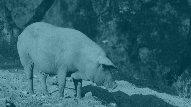 cerdoaz Ahora se permite llamar ibérico a un jamón producto del cruce entre una cerda ibérica y una variedad de EEUU.