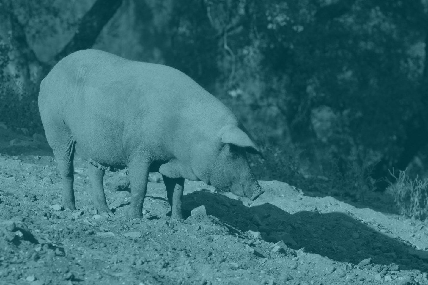 Ahora se permite llamar ibérico a un jamón producto del cruce entre una cerda ibérica y una variedad de EEUU.