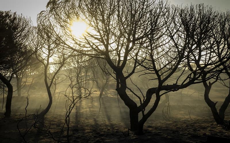 Controlado el incendio de Moguer