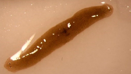 Un gusano amputado se regenera con dos cabezas tras viajar al espacio