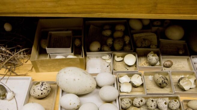 Una investigación explica por qué los huevos de las aves son distintos