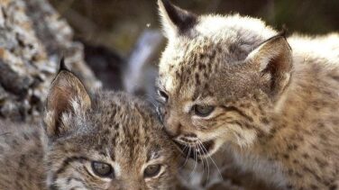 Muere una lince reproductora al desalojar el centro de cría de Doñana por el incendio