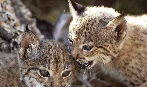 linces