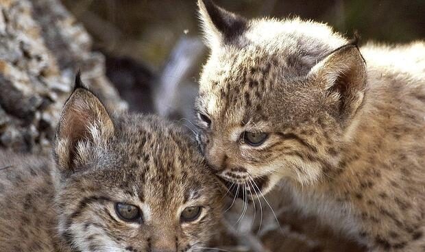 Muere una lince reproductora al desalojar el centro de cría de Doñana por el incendio