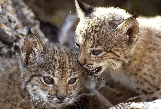 Muere una lince reproductora al desalojar el centro de cría de Doñana por el incendio