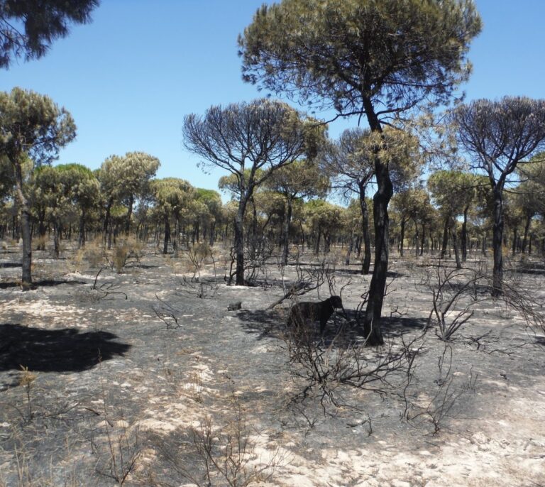 El incendio de Mazagón, previsible pero inmanejable