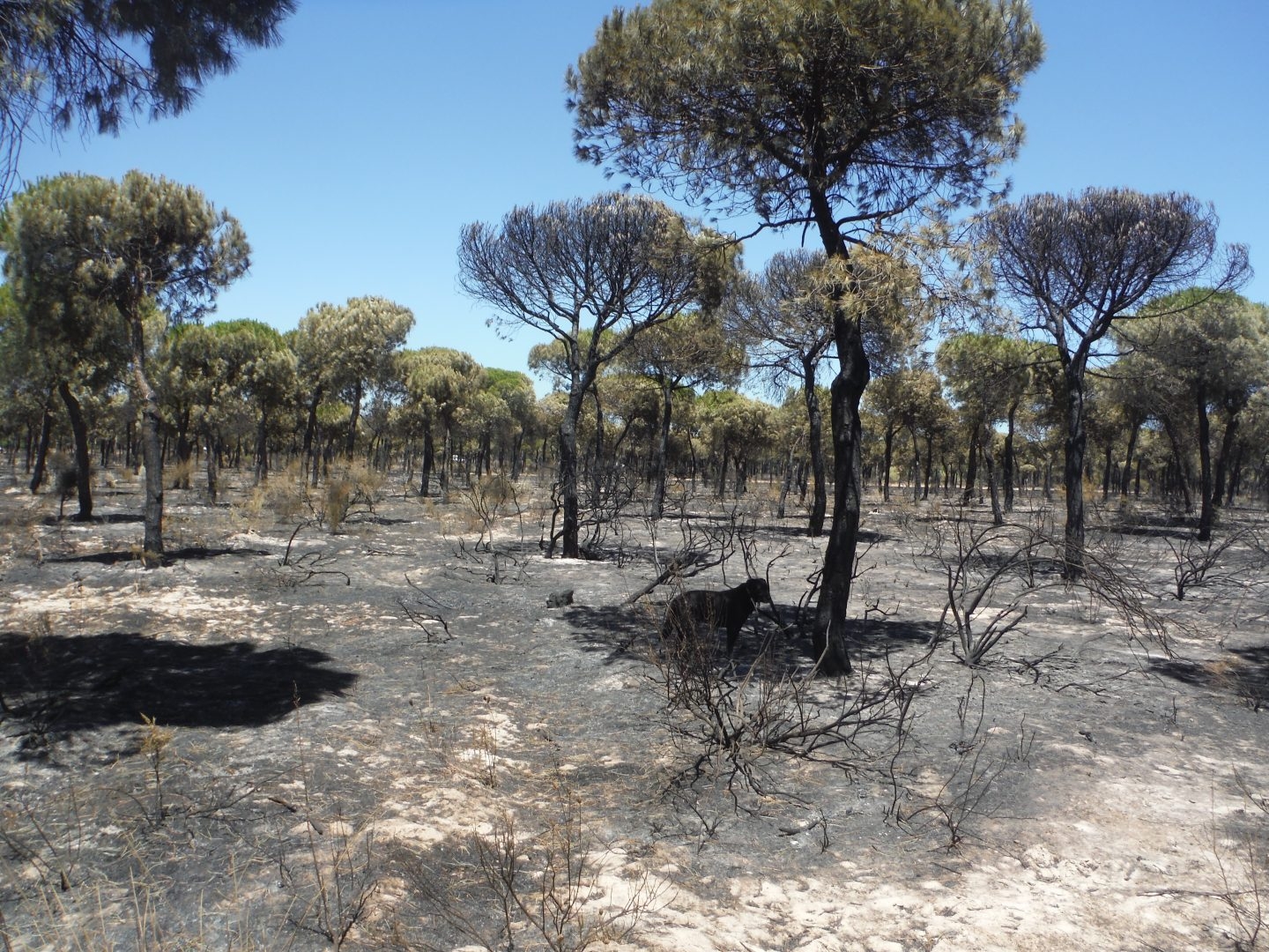 El incendio de Mazagón, previsible pero inmanejable