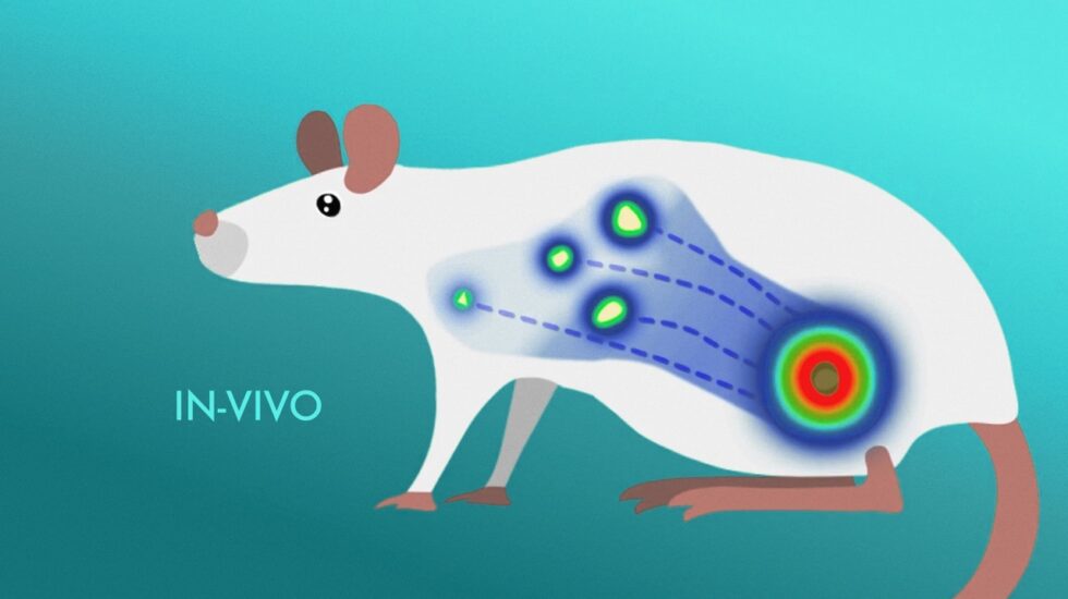 El CNIO ve en ratones luminosos cómo se expande el melanoma