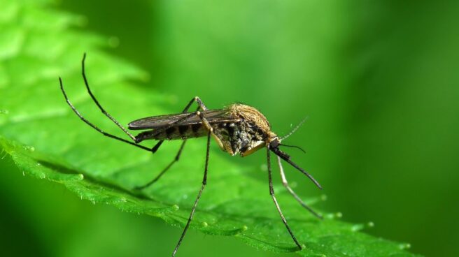 mosquito tigre El mosquito tigre lleva unos años en España aunque aún no está confirmado que transmita enfermedades.