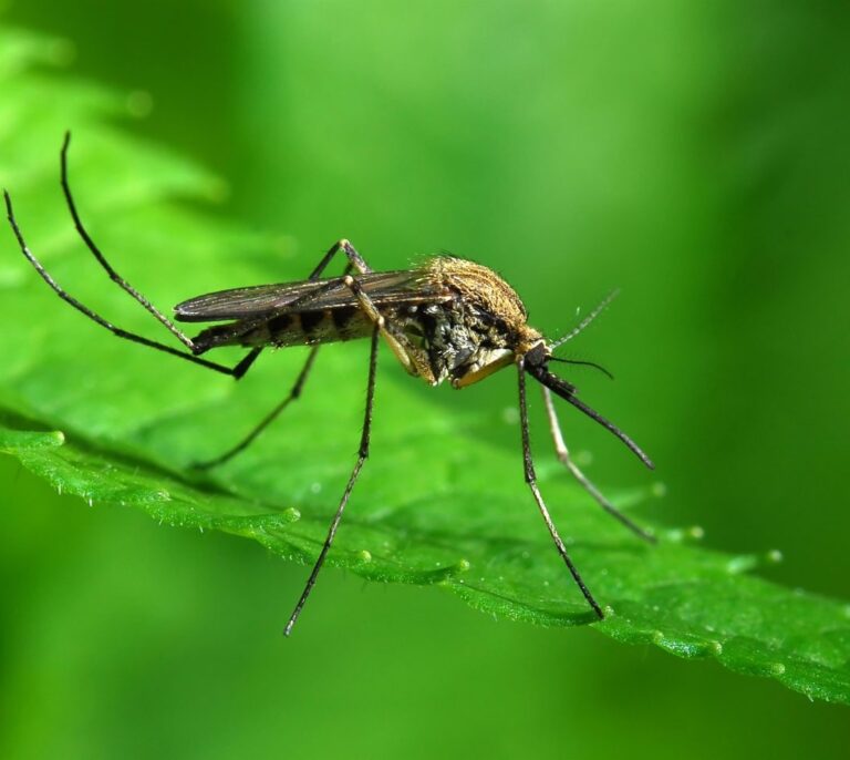 Chikunguña: tres islandeses de vacaciones en Alicante, contagiados por el mosquito tigre