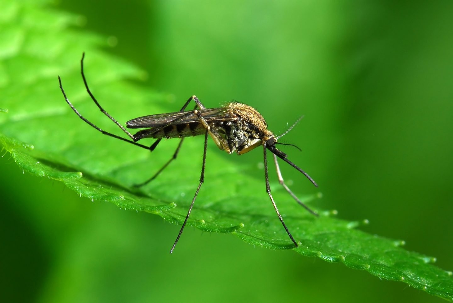 El mosquito tigre lleva unos años en España aunque aún no está confirmado que transmita enfermedades.