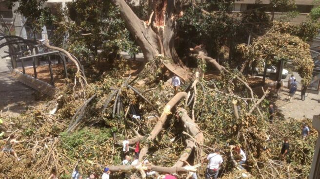 Un ficus centenario se desploma en Murcia y afecta a varios transeúntes