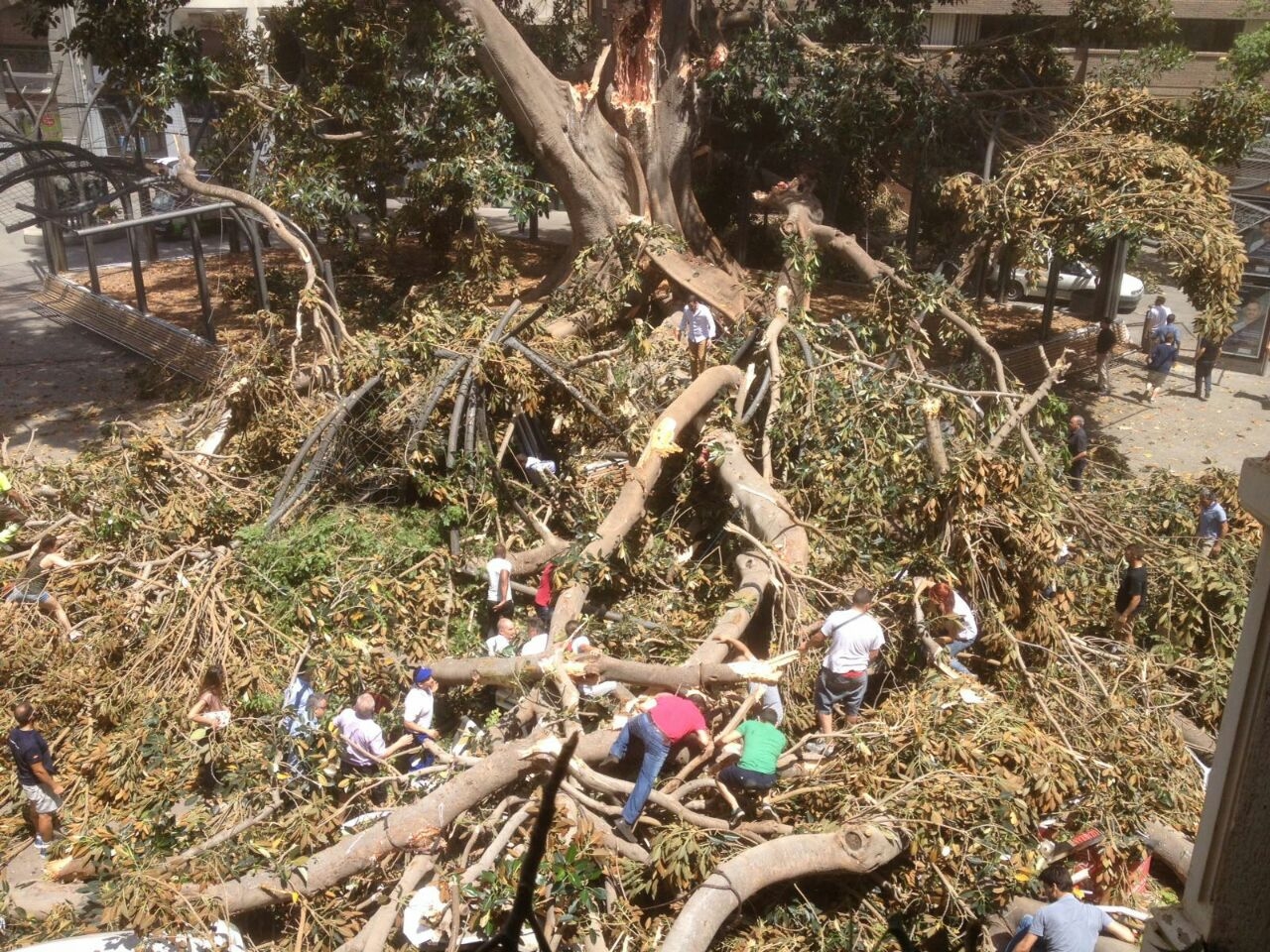 Vista aérea del ficus centenario, en la Plaza de Santo Domingo de Murcia.