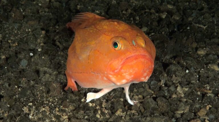 Rape bostezador rosado en El Hierro 2014 (Foto: Oceana).