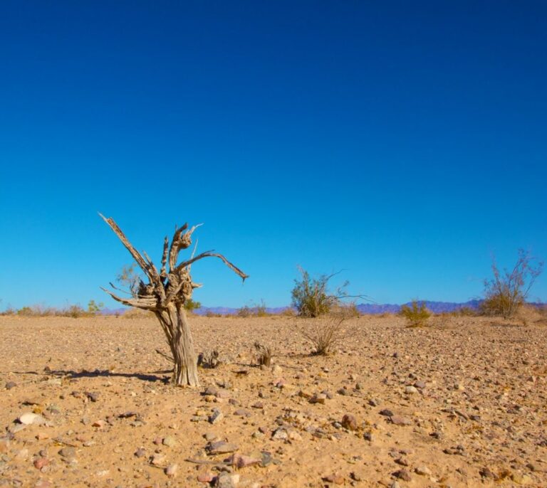 La pertinaz sequía y los nuevos actores