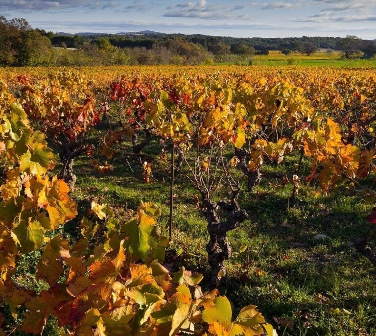Vinos nuevos de viejas cepas