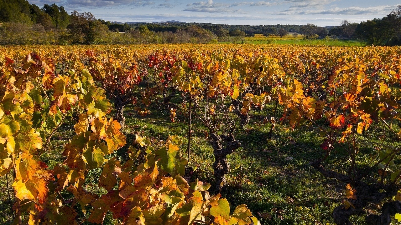 Vinos nuevos de viejas cepas