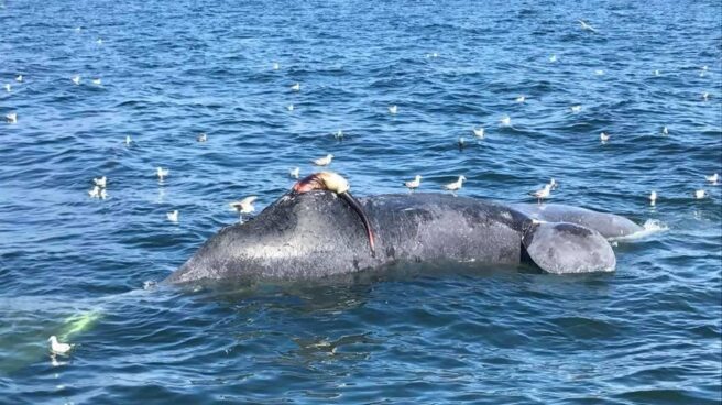 ballena franca muerta canada Cadáver de ballena vasca flotando