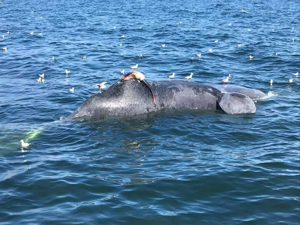 Cadáver de ballena vasca flotando