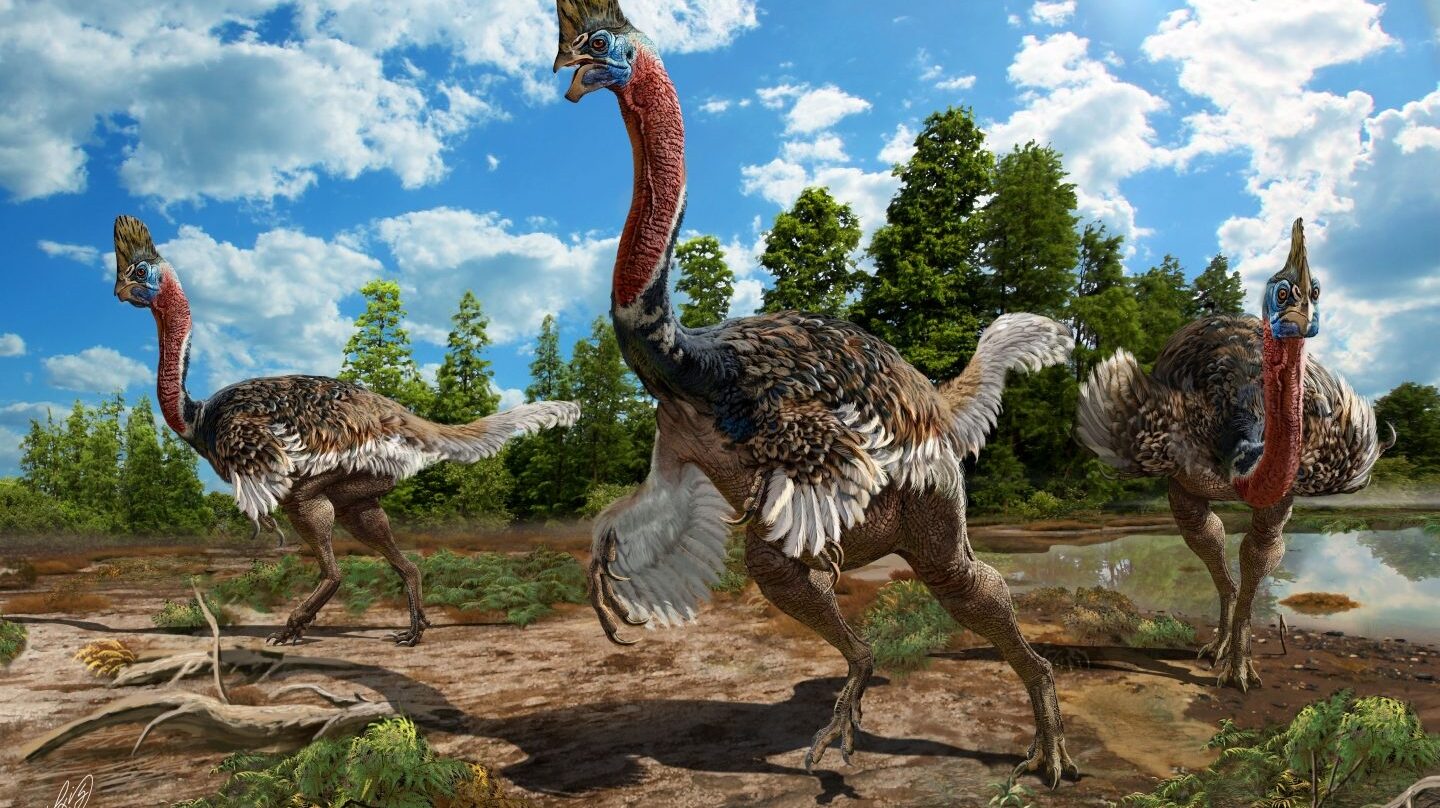 Corythoraptor jacobsi