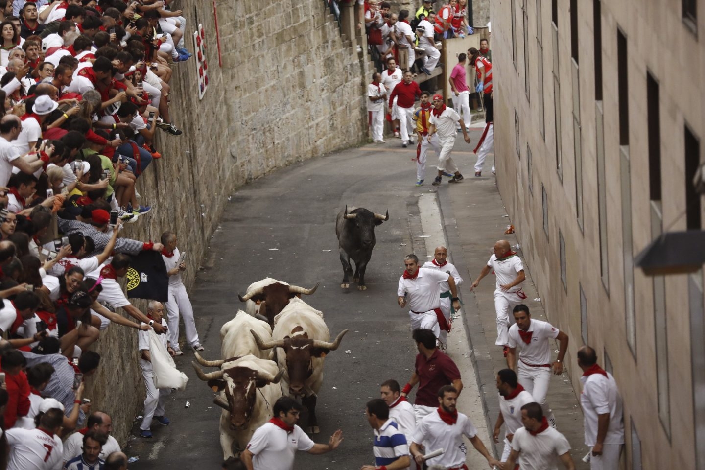 Toro rezagado de Escolar en el segundo encierro de San Fermín.