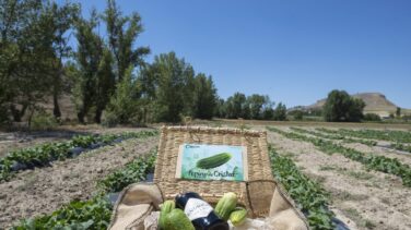 Ciudad del pepino, capital del gin-tonic