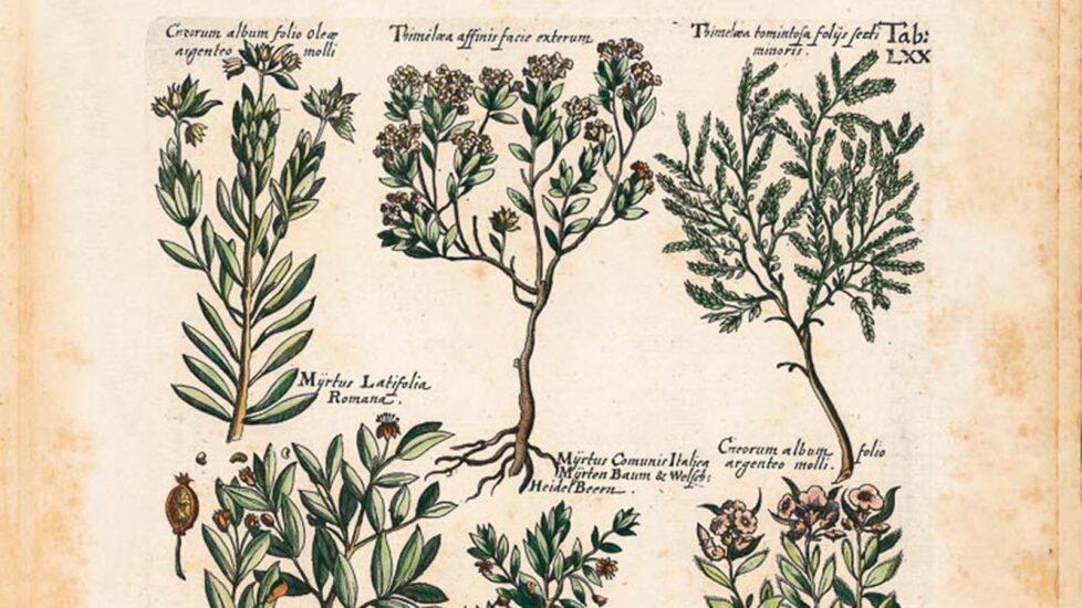 ‘Historia Naturalis de Arboribus et Fructicibus’, de Johannes Jonstonus. Editado por Siloé, arte y bibliofilia.