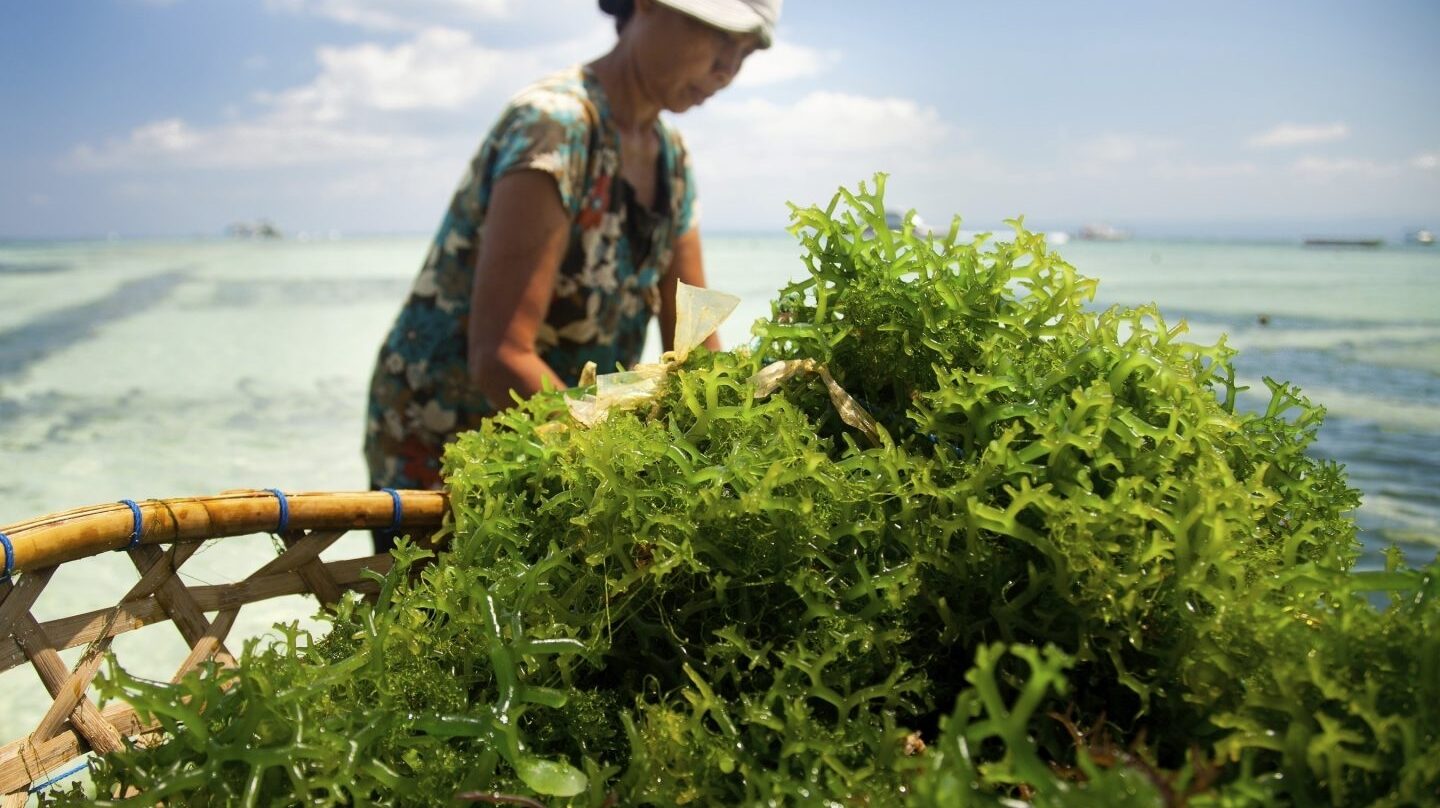 Algunas algas poseen 20 veces más nutrientes que muchos vegetales.