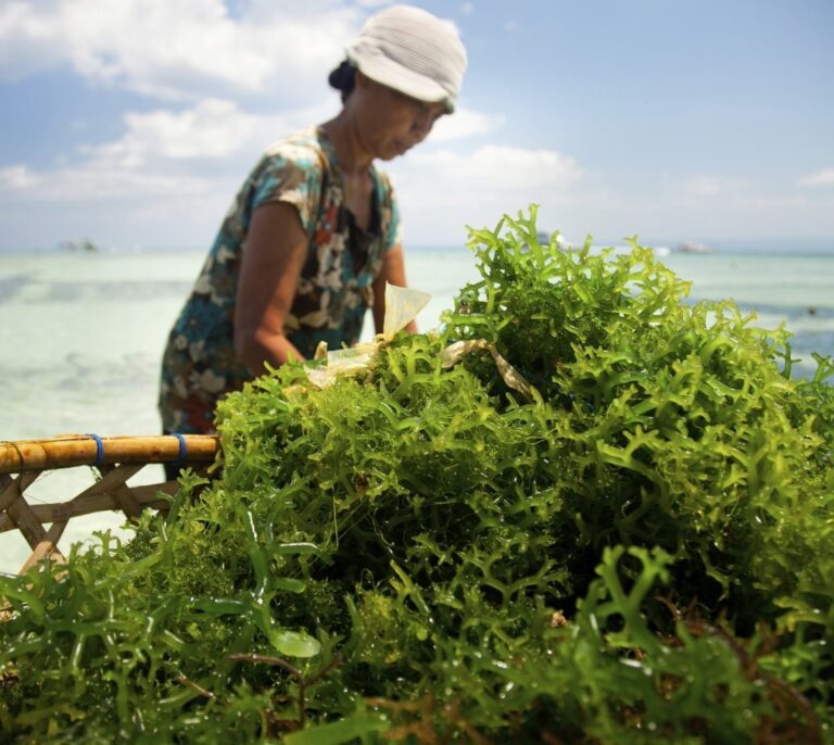 Algas, las súper verduras que no terminan de llegar a la mesa