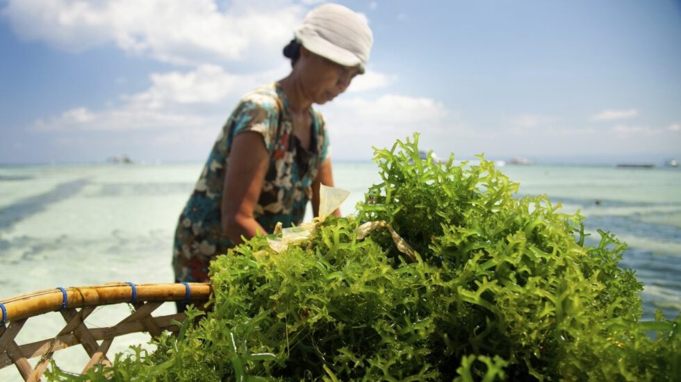 Algunas algas poseen 20 veces más nutrientes que muchos vegetales.