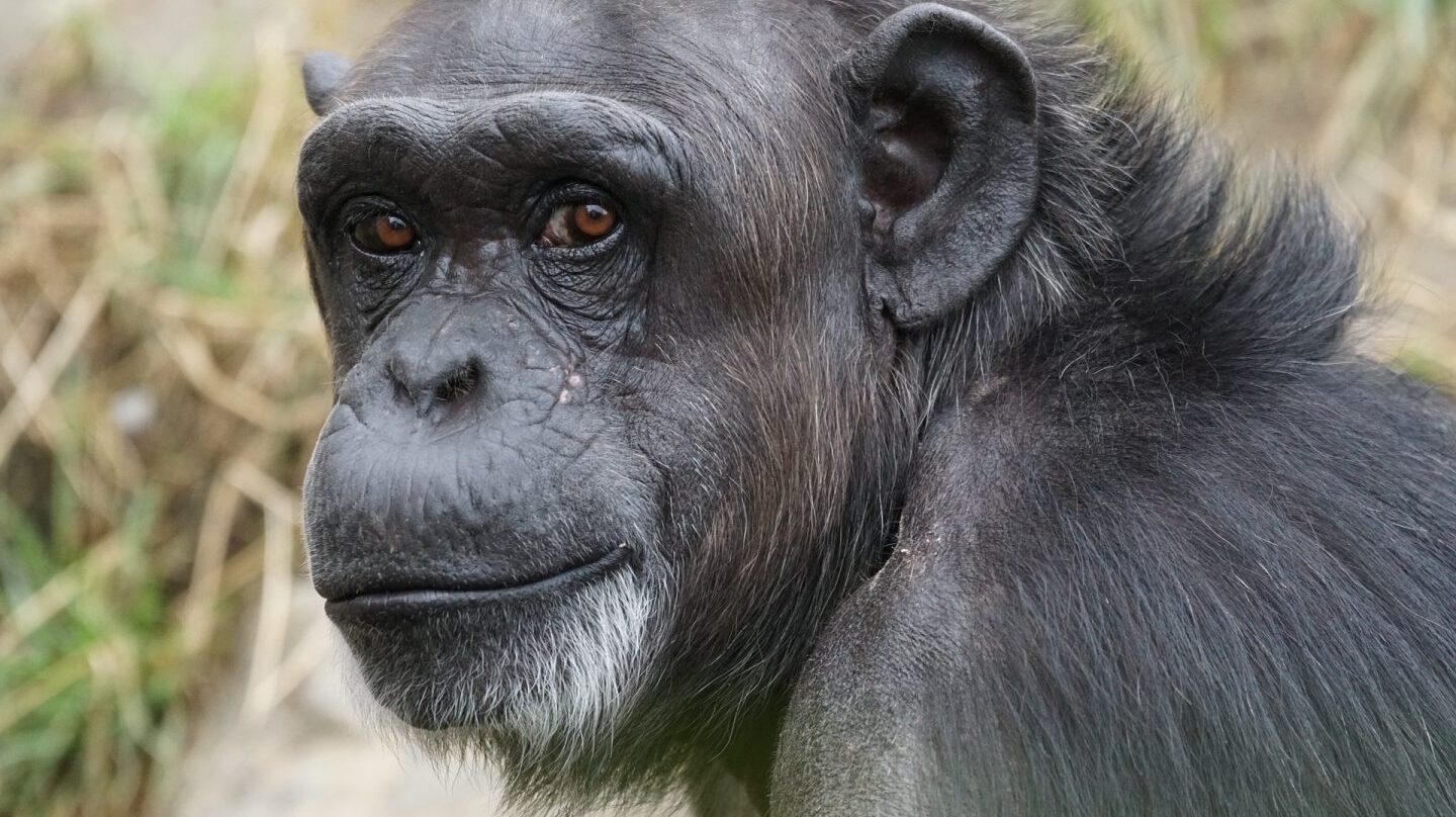 Chimpancé