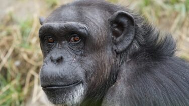 Aparece un simio 'fantasma' del que no hay fósiles, en el ADN de actuales monos