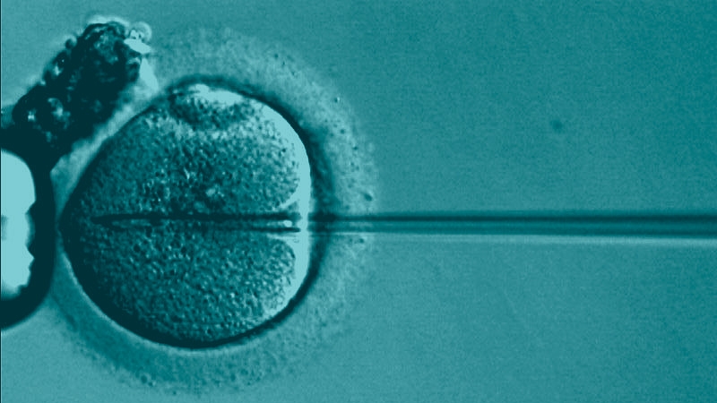 Proceso de fecundación in vitro.