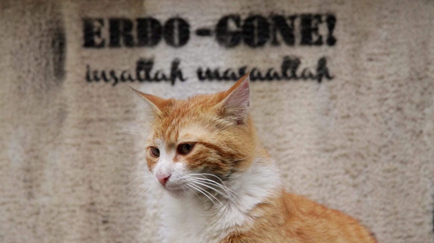 Kedi Los Gatos De Estambul Llegan A Espaa