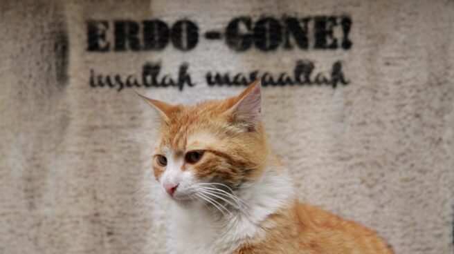 Sari, uno de los gatos del documental "Kedi" Sari, uno de los gatos del documental "Kedi"