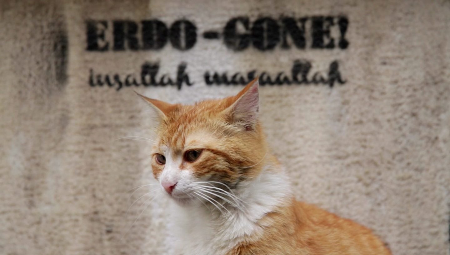 Sari, uno de los gatos del documental "Kedi"