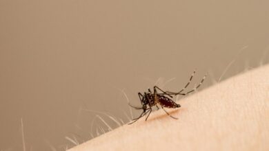 Investigadores de la UCAM descubren el uso de una molécula para combatir el Zika