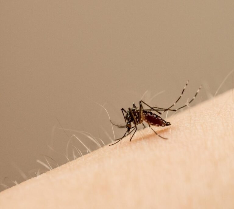 Investigadores de la UCAM descubren el uso de una molécula para combatir el Zika