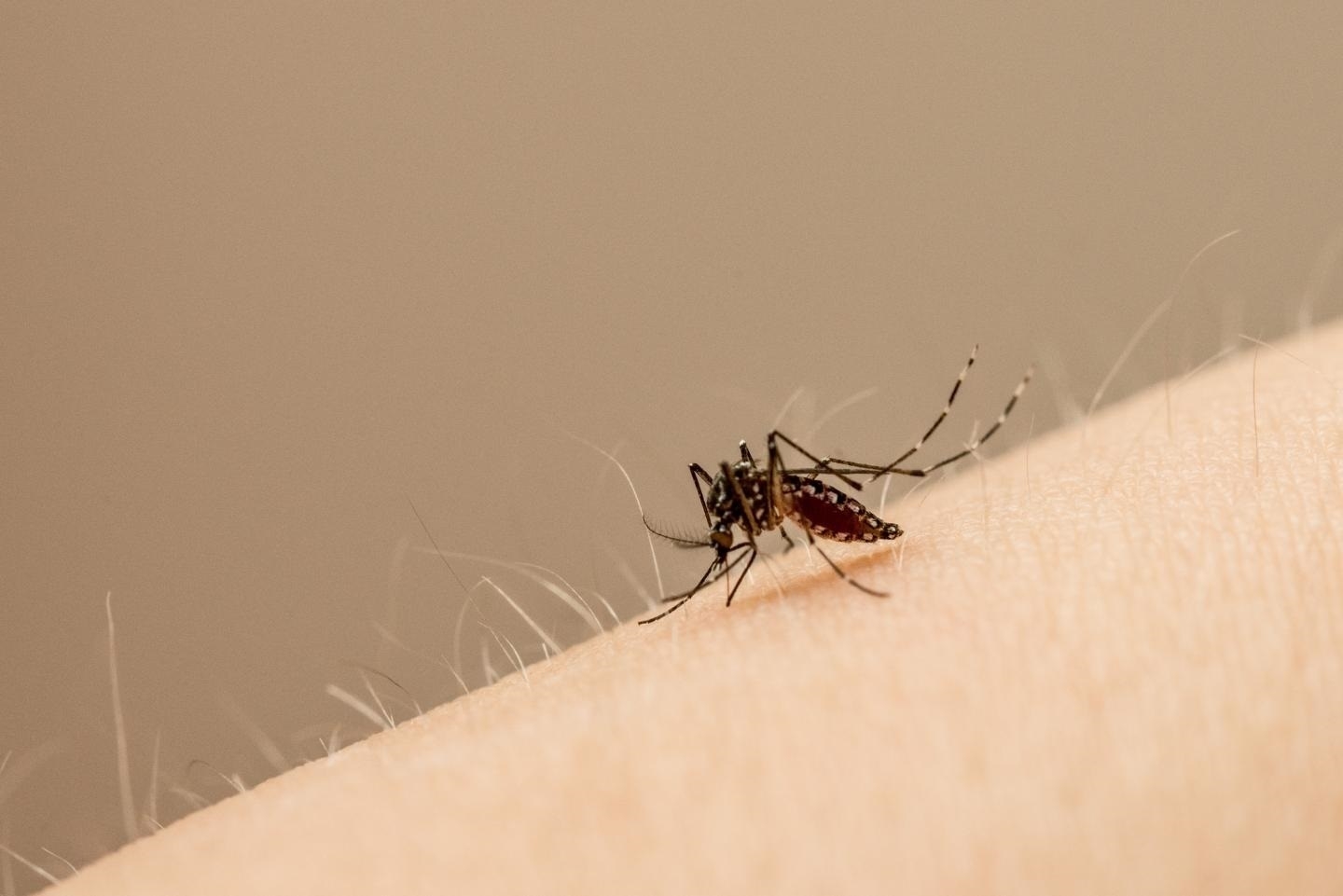 Un mosquito succiona sangre en el brazo de una persona.