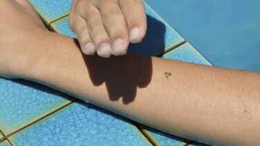 Ojo con avispas y abejas: las reacciones graves por picadura han crecido un 20% en 10 años