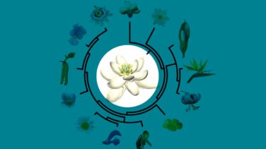 La madre de todas las flores