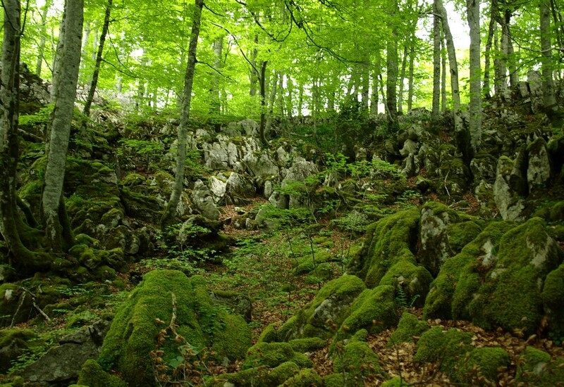 Hayas en la Selva de Irati, el mayor bosque de Europa